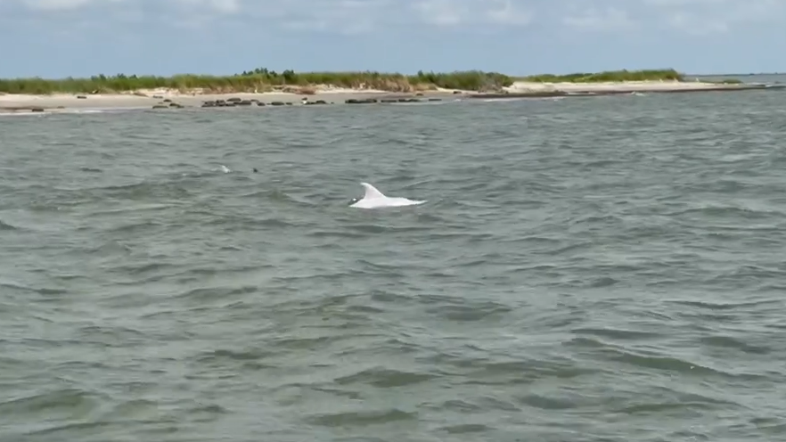 Rare white dolphin makes waves off Chincoteague